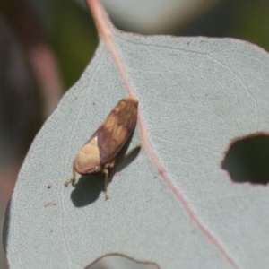 Brunotartessus fulvus at Hawker, ACT - 11 Apr 2021