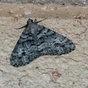 Lipogya eutheta at Higgins, ACT - 6 Apr 2021 07:51 AM