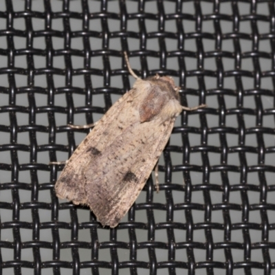 Proteuxoa tibiata (Horseshoe Noctuid) at Higgins, ACT - 23 Mar 2021 by AlisonMilton