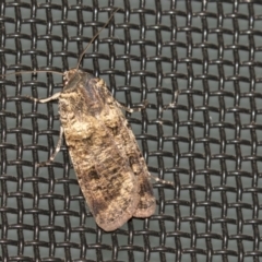 Agrotis porphyricollis (Variable Cutworm) at Higgins, ACT - 28 Mar 2021 by AlisonMilton