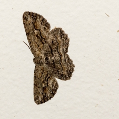Ectropis excursaria (Common Bark Moth) at Higgins, ACT - 5 Apr 2021 by AlisonMilton