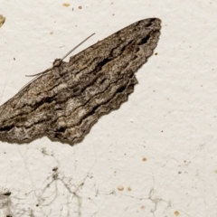 Scioglyptis chionomera (Grey Patch Bark Moth) at Higgins, ACT - 6 Apr 2021 by AlisonMilton