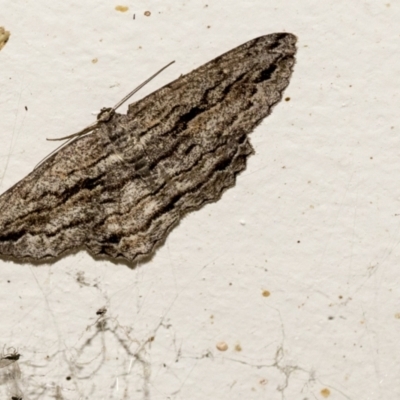 Scioglyptis chionomera (Grey Patch Bark Moth) at Higgins, ACT - 5 Apr 2021 by AlisonMilton