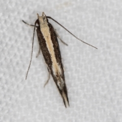 Elachista flammula (A Gelechioid moth (Elachistidae) at Melba, ACT - 25 Feb 2021 by Bron