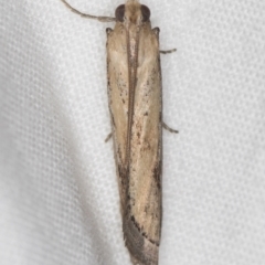 Faveria tritalis (Couchgrass Webworm) at Melba, ACT - 25 Feb 2021 by Bron