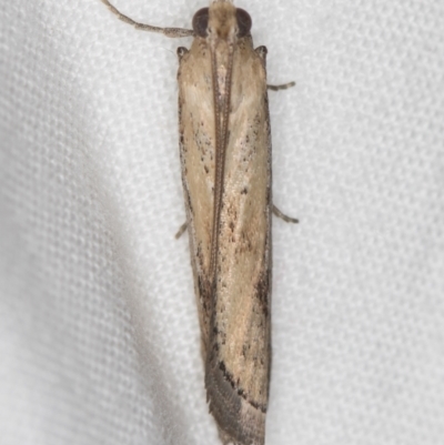 Faveria tritalis (Couchgrass Webworm) at Melba, ACT - 25 Feb 2021 by Bron