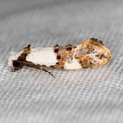 Monopis meliorella (Blotched Monopis Moth) at Melba, ACT - 25 Feb 2021 by Bron