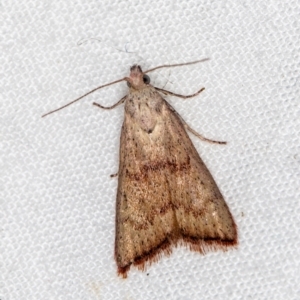 Callionyma sarcodes at Melba, ACT - 25 Feb 2021 12:05 PM