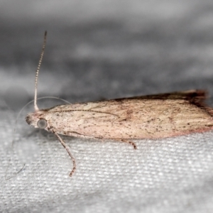 Callionyma sarcodes at Melba, ACT - 25 Feb 2021 12:05 PM