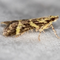 Scoparia spelaea at Melba, ACT - 25 Feb 2021 12:07 PM