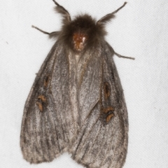 Leptocneria reducta (White Cedar Moth) at Melba, ACT - 27 Feb 2021 by Bron