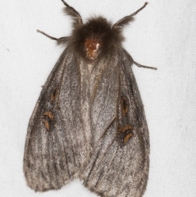 Leptocneria reducta (White cedar moth) at Melba, ACT - 27 Feb 2021 by Bron