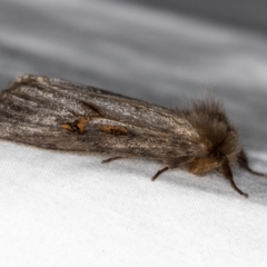 Leptocneria reducta at Melba, ACT - 27 Feb 2021