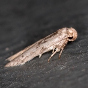 Blastobasis (genus) at Melba, ACT - 27 Feb 2021 02:02 PM