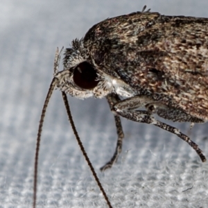 Oecophoridae (family) at Melba, ACT - 27 Feb 2021