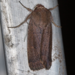 Proteuxoa porphyrescens at Melba, ACT - 27 Feb 2021