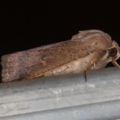 Proteuxoa porphyrescens at Melba, ACT - 27 Feb 2021