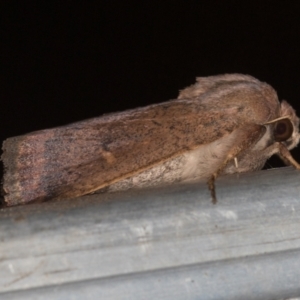 Proteuxoa porphyrescens at Melba, ACT - 27 Feb 2021