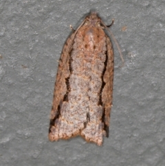 Meritastis undescribed species (A Tortricid moth) at Melba, ACT - 27 Feb 2021 by Bron