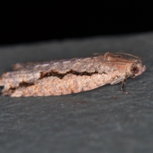 Meritastis undescribed species at Melba, ACT - 27 Feb 2021 04:43 PM