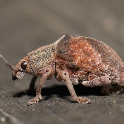 Gonipterus sp. (genus) (Eucalyptus Weevil) at ANBG - 16 Apr 2021 by TimL