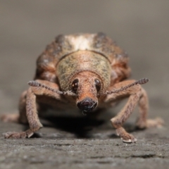 Gonipterus sp. (genus) at Downer, ACT - 16 Apr 2021