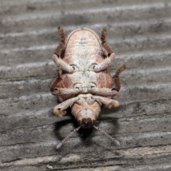 Gonipterus sp. (genus) at Downer, ACT - 16 Apr 2021