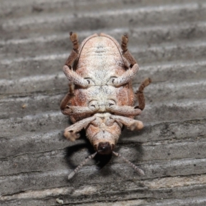 Gonipterus sp. (genus) at Downer, ACT - 16 Apr 2021 11:49 AM