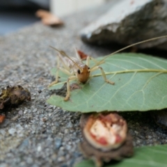 Gryllacrididae (family) (Wood, Raspy or Leaf Rolling Cricket) at Weston, ACT - 18 Apr 2021 by jmcleod