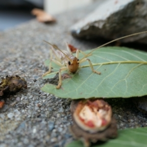 Gryllacrididae (family) at Weston, ACT - 18 Apr 2021