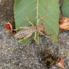 Gryllacrididae (family) at Weston, ACT - 18 Apr 2021