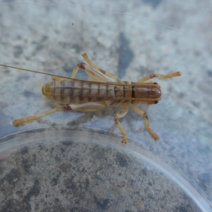 Gryllacrididae (family) at Weston, ACT - 18 Apr 2021