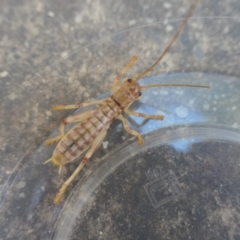 Gryllacrididae (family) at Weston, ACT - 18 Apr 2021