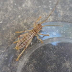 Gryllacrididae (family) at Weston, ACT - 18 Apr 2021