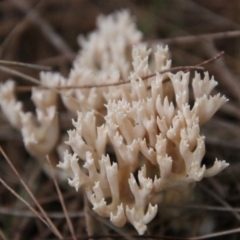 Ramaria sp. (A Coral fungus) at Moruya, NSW - 9 Apr 2021 by LisaH