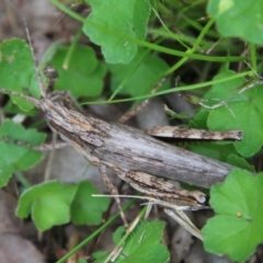 Coryphistes ruricola (Bark-mimicking Grasshopper) at Moruya, NSW - 4 Feb 2021 by LisaH