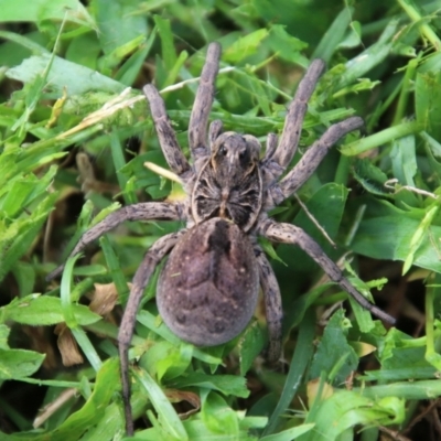 Tasmanicosa sp. (genus) (Tasmanicosa wolf spider) at Moruya, NSW - 4 Feb 2021 by LisaH