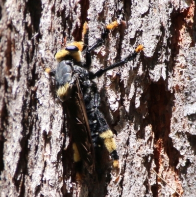 Phellus olgae (Robber fly) at Moruya, NSW - 2 Feb 2021 by LisaH