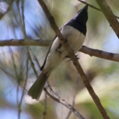 Myiagra cyanoleuca (Satin Flycatcher) at Moruya, NSW - 2 Feb 2021 by LisaH