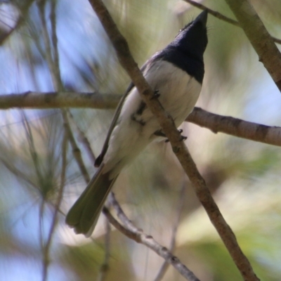 Myiagra cyanoleuca (Satin Flycatcher) at Moruya, NSW - 2 Feb 2021 by LisaH