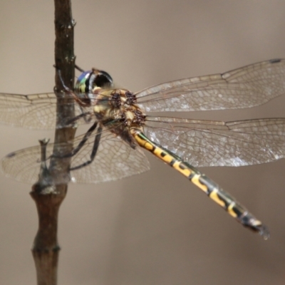 Hemicordulia australiae (Australian Emerald) at Moruya, NSW - 2 Feb 2021 by LisaH