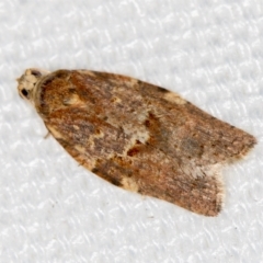 Epiphyas ashworthana (Ashworth's Tortrix) at Melba, ACT - 24 Jan 2021 by Bron