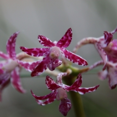 Dipodium variegatum (Blotched Hyacinth Orchid) at Moruya, NSW - 1 Feb 2021 by LisaH