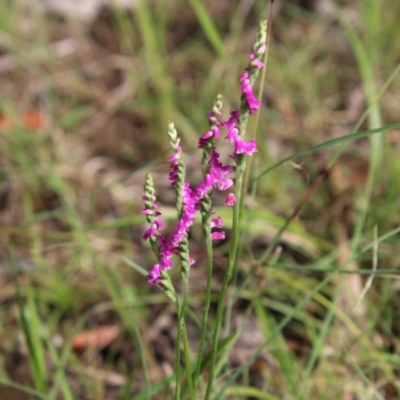 Spiranthes australis (Austral Ladies Tresses) at Moruya, NSW - 1 Feb 2021 by LisaH