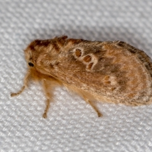 Pseudanapaea (genus) at Melba, ACT - 25 Jan 2021