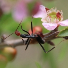 Leptomyrmex erythrocephalus (Spider ant) at Moruya, NSW - 3 Feb 2021 by LisaH