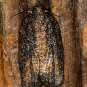 Tortricinae (subfamily) at Melba, ACT - 25 Jan 2021 10:20 AM