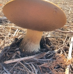 Boletus sp. at Yarralumla, ACT - 18 Apr 2021 by Ratcliffe