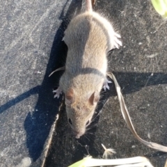 Mus musculus (House Mouse) at Holt, ACT - 18 Apr 2021 by tpreston