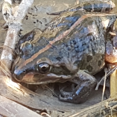 Limnodynastes tasmaniensis (Spotted Grass Frog) at Holt, ACT - 18 Apr 2021 by tpreston